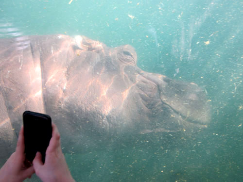 Hippopotamus in a tank at the St. Louis Zoo